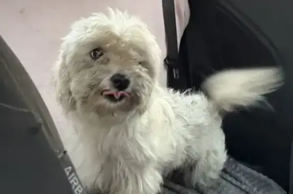 Chien trouvé Précy-sur-Oise, photo: Chienne Tiana, 2 ans, pucée, Précy-sur-Oise