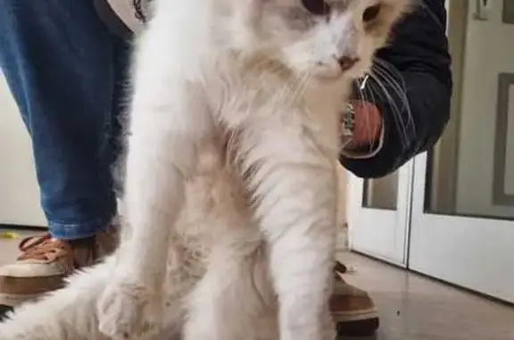 Animaux trouvés Châtillon, photo: Chatte affectueuse trouvée à Châtillon