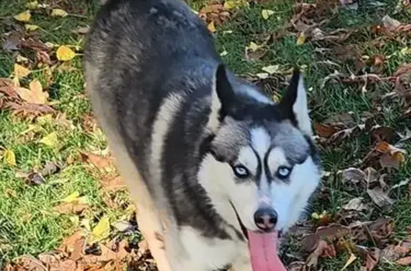 Found Husky with Black Collar at ODOT