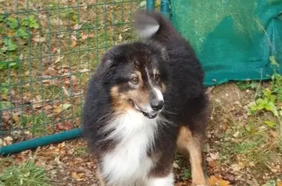 Chien perdu , photo : Berger Australien 13 ans perdu à Saint-Mary