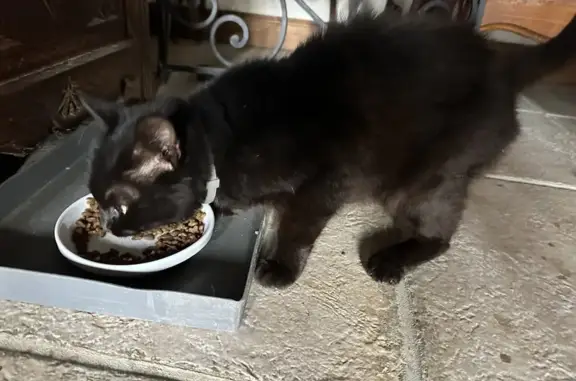 Chaton noir trouvé avec collier à St-Christophe - photo