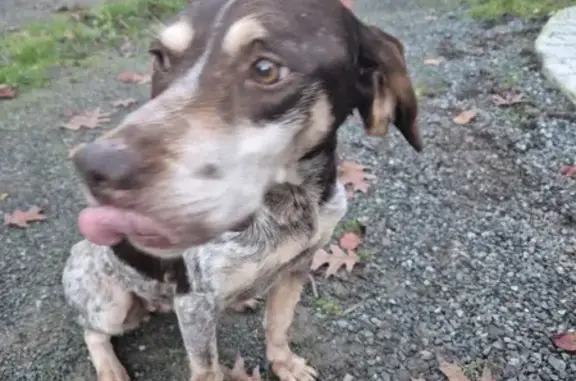 Chienne épagneul breton trouvée à Saint-Lambert - photo