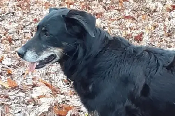 Chien perdu , photo : Chienne beauceron 12 ans perdue à Saint-Mary