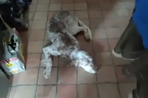 Chien perdu , photo : Setter anglais perdu à Panzoult