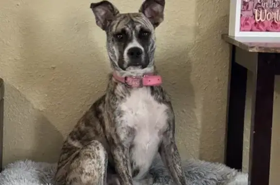 Lost Brindle Dog - Friendly & Scared