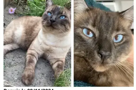 Animaux perdus Pontarlier, photo: Chat mâle 6 ans perdu à Pontarlier