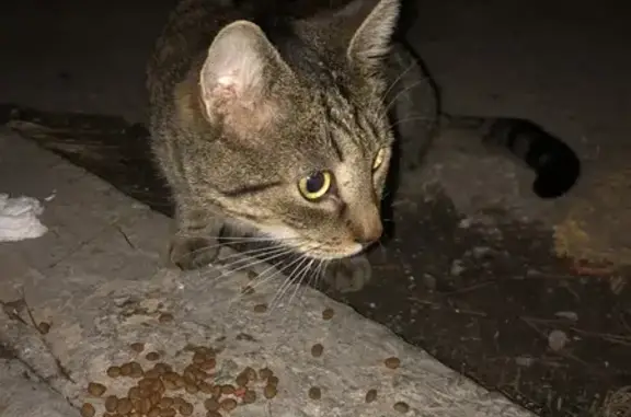 Gato Atigrado Cariñoso Encontrado en Palma