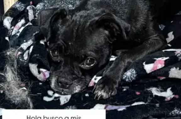 Perra Pug Negra Dócil Encontra...