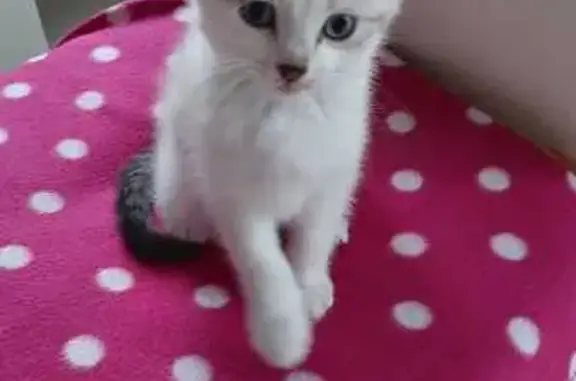 Jeune minette trouvée à Castres - photo