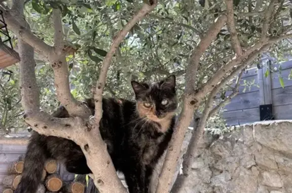 Animaux perdus Caen, photo: Chat disparu rue Alexandre, Caen