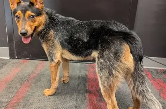 Sweet Young Male Blue Heeler Found