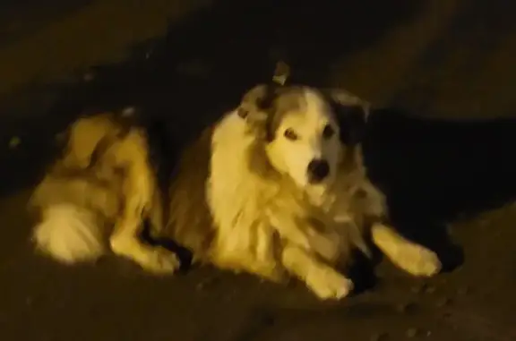 Chien trouvé Tarnos, photo: Berger australien trouvé à Tarnos