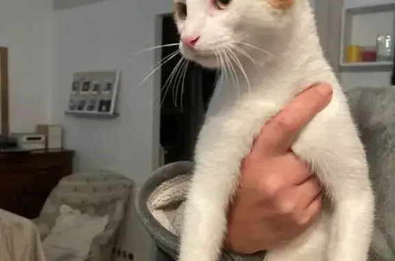 Chat trouvé Lestelle-Bétharram, photo: Chat blanc/roux trouvé, vétérinaire demain