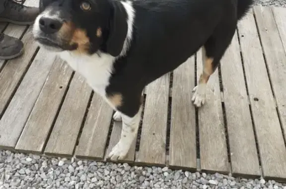 Chien trouvé à Guines, Hauts-de-France - photo