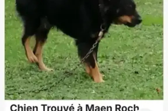 Chien trouvé , photo: Chien noir et fauve trouvé à Maen Roch
