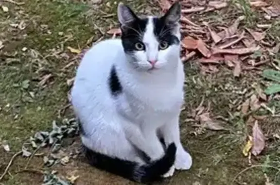 Chat noir et blanc perdu à Dole - photo