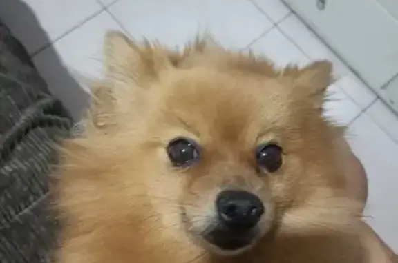 ¡Ayuda! Perro Pomerania robado...