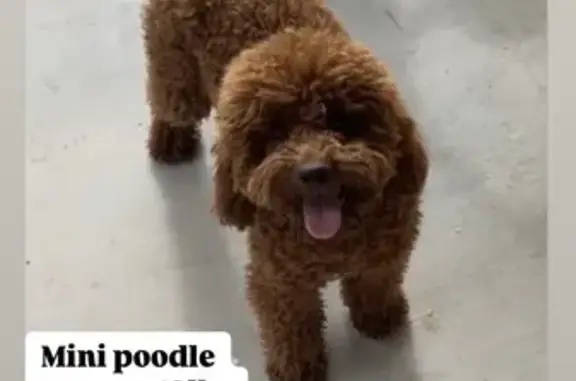 Lost Mini Poodle 'Brownie' in Chino Hills