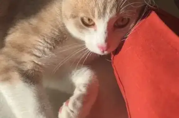 Animaux perdus Culhat, photo: Chat mâle perdu, nommé Lysie, Culhat