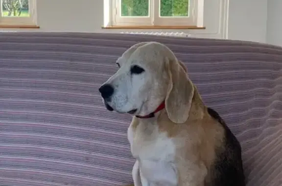 Beagle 10 ans perdue à Viuz-en-Sallaz - photo