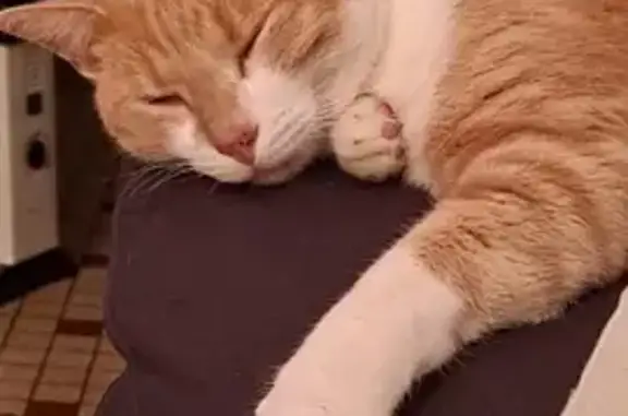 Animaux perdus Bordeaux, photo: Chat crème et blanc perdu à Bordeaux