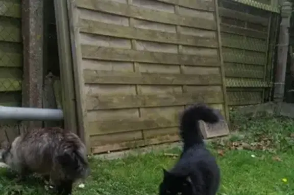Chat perdu, Châlette-sur-Loing, photo: Chatte angora noire perdue, nom Mouchka