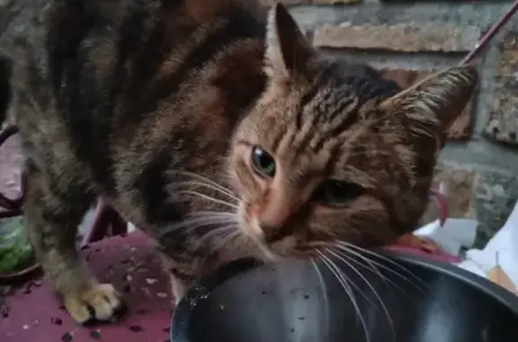 Animaux trouvés Bessines-sur-Gartempe, photo: Chat trouvé, craintif, Bessines-sur-Gartempe