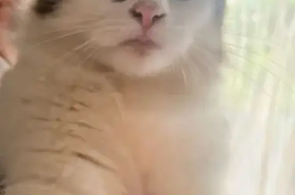 Chat trouvé jeune, sans puce ni tatouage - photo