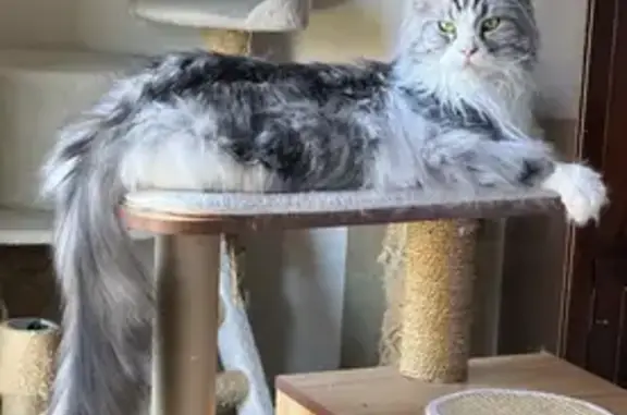Chat perdu, Sergy, photo: Maine Coon 6 ans perdu à Sergy