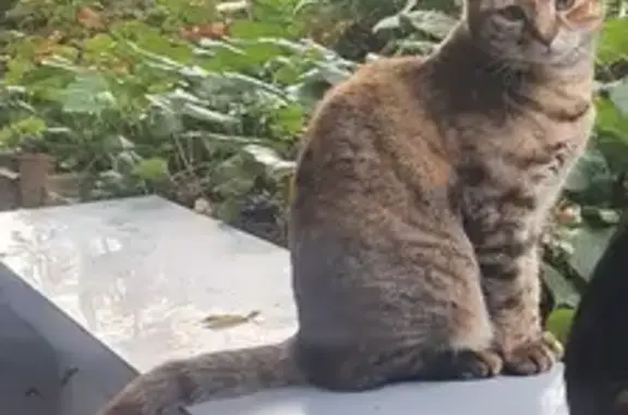 Animaux perdus Rueil-Malmaison, photo: Chatte tigrée fauve perdue à Rueil