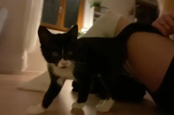 Chaton noir et blanc trouvé à Strasbourg - photo