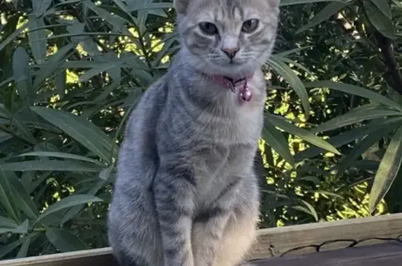 Chat perdu, Villes-sur-Auzon, photo: Chatte tigrée sociable perdue à Villes-sur-Auzon