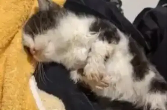 Chaton sauvé : appel à stérilisation urgente - photo