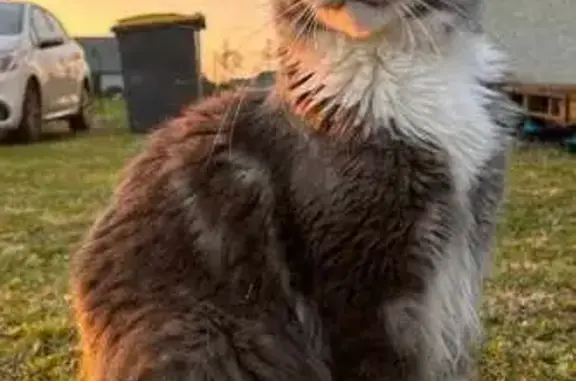 Chat perdu, Pouzac, photo: Chat gris et blanc perdu à Pouzac