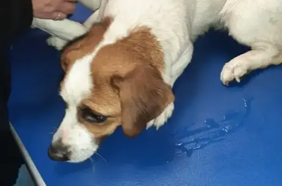 Deux Jack Russel trouvés aux Bruleries - photo