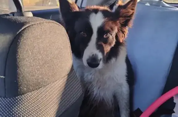 Chien docile trouvé à Tanus - photo