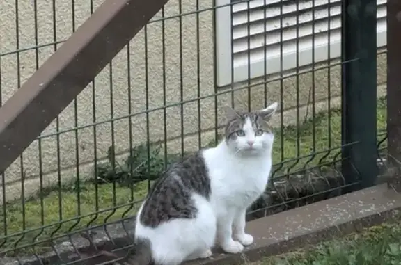 Chat blanc et tigré trouvé à Tarare - photo
