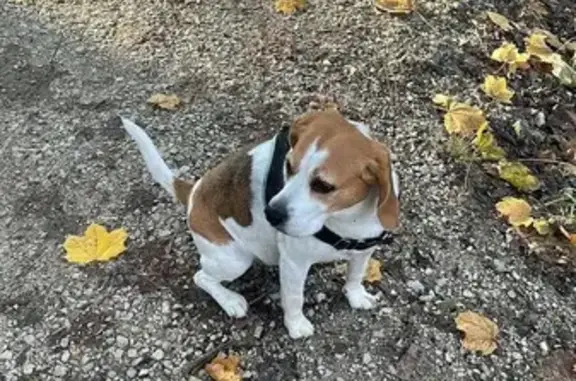 Chienne Phoebe perdue à Sallanches - photo