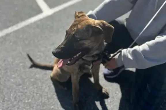 Found: Young Brindle Pup on I-40 Exit 192