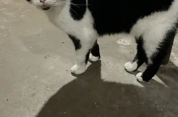 Friendly Black & White Cat Fou...