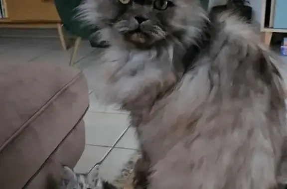 Animaux perdus , photo: Chat persan gris 11 ans perdu à St-Nazaire
