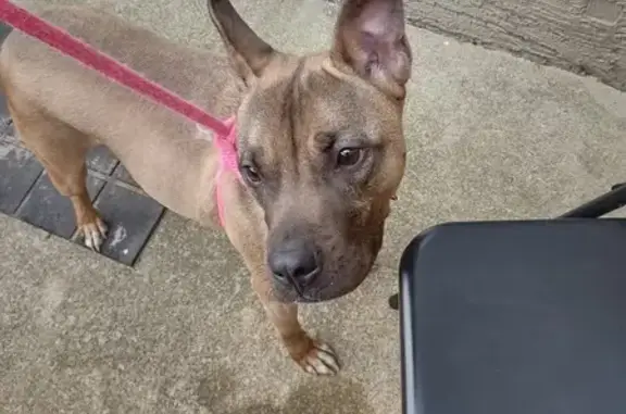 Found: Brown Pit Mix on Francinelane Dr