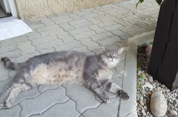 Chat gris tigré perdu à Réding - photo