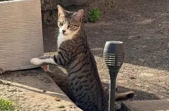 Chat trouvé Lyon, photo: Jeune chat trouvé à Lyon, avenue de Champagne