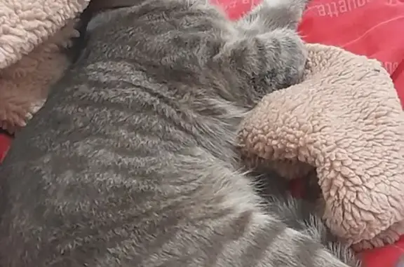 Animaux perdus Reims, photo: Chat gris perdu le 11/11 à Reims