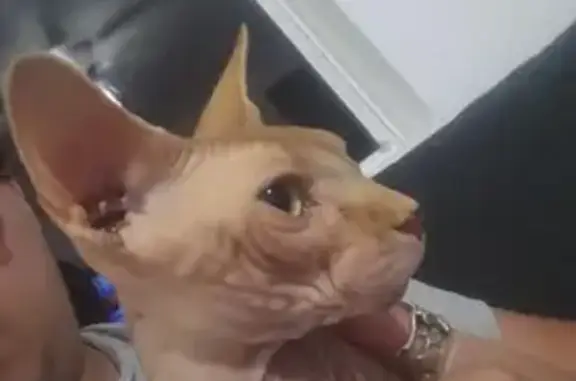 Lost Orange Sphynx Cat on Silverheart