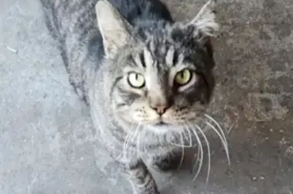 Lost Friendly Tabby on Silverheart Ave