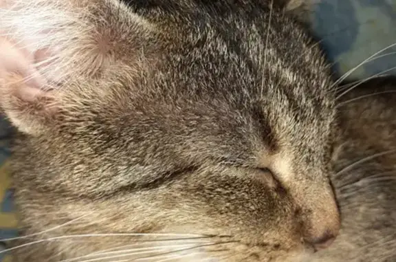 Chatte tigrée stérilisée perdue au Croisic - photo