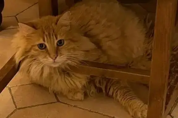Chat disparu : Mowgli sauté du balcon - photo