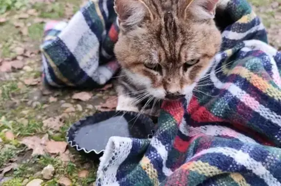 Chat blessé trouvé, déposé chez le vétérinaire - photo